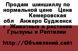 Продам  шиншиллу по нормальной цене › Цена ­ 2 500 - Кемеровская обл., Анжеро-Судженск г. Животные и растения » Грызуны и Рептилии   